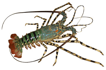 a beautiful large rare multicolored lobster