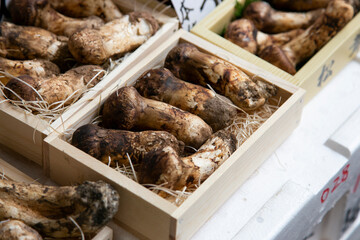 Matsutake mushrooms at a food stall at the Tsukiji Outer Market in the city of Tokyo, Japan.
