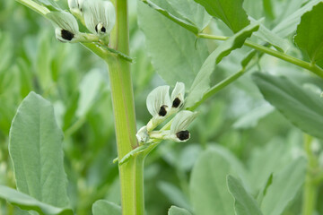 Broad bean (Vicia faba) plant in the garden.