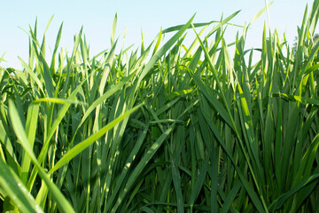 Close up of green wheat plant in the field with blue sky background.