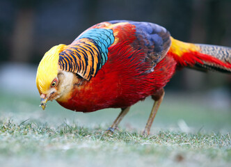 Golden Pheasant in wild nature