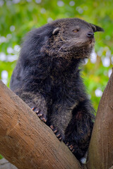 Binturong or bearcat (Arctictis binturong) on a tree