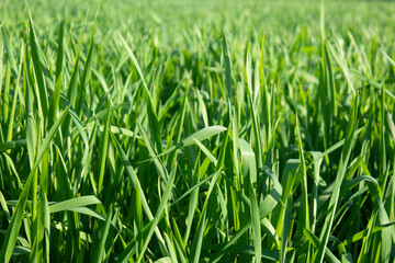 Green wheat plant in the field on a sunny day, close-up