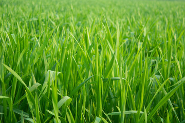 Close up of young green wheat plant in the field. Natural background.