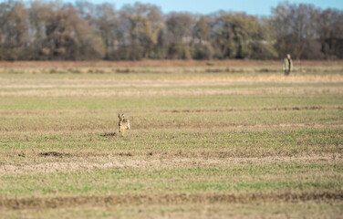 Naklejka na ściany i meble In the countryside, a hare dashes as a distant figure, possibly a farmer or hunter, underscores human-wildlife coexistence