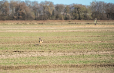 In the countryside, a hare dashes as a distant figure, possibly a farmer or hunter, underscores human-wildlife coexistence