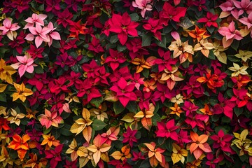 A captivating background emerges from a sea of blooming poinsettias. Concept Poinsettia Paradise, Floral Fantasy, Blooming Backdrop, Enchanting Garden, Festive Floral Finery