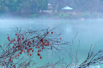 霧と紅葉