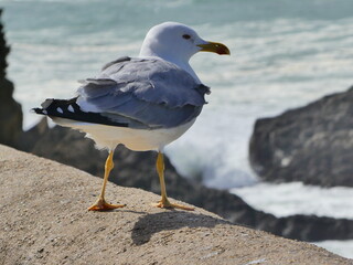 Une mouette posée près d'une plage
