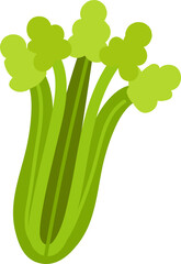 Fresh celery flat vector isolated on transparent background