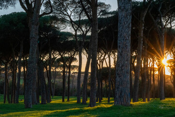 Sunset behind pine forest