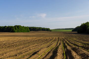 a growing monoculture of sweet corn in sunny weather