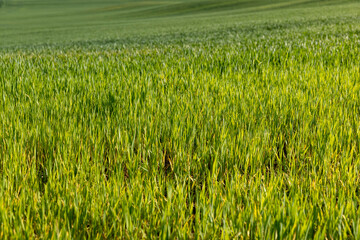 a large number of green wheat sprouts in the spring season