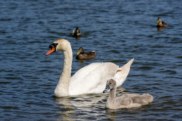 grey chicks of the white sibilant swan with grey down