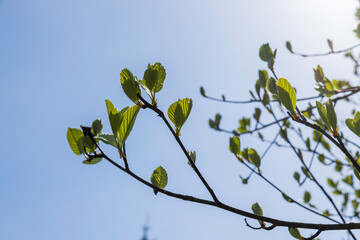 rowan tree with the first foliage in the spring park