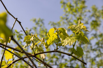green foliage of grapes in the orchard