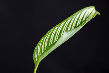 green foliage of a plant on a black background