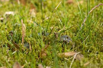 green grass in the spring season in the park
