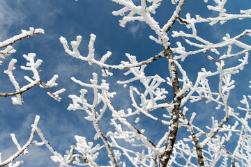 frozen twigs with snow on the snow-covered mountain