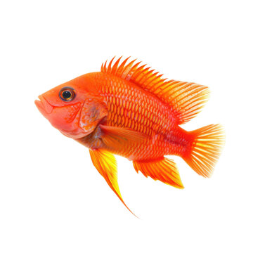 red jewel cichlid fish isolated on transparency background PNG