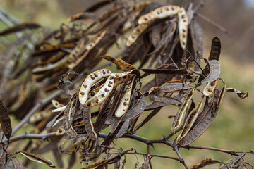 Black locust seeds hanging and dry so that the black seed fall out. Black locust seed pods