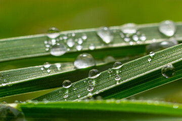 Water drops on the green grass. Morning dew, watering plants. Drops of moisture on leaves after rain. Beautiful green background on an ecological theme