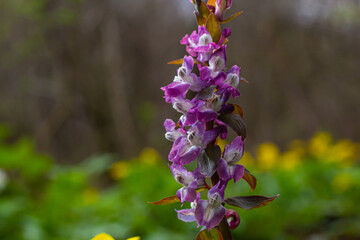 Corydalis. Corydalis solida. Violet flower forest blooming in spring. The first spring flower, purple. Wild corydalis in nature