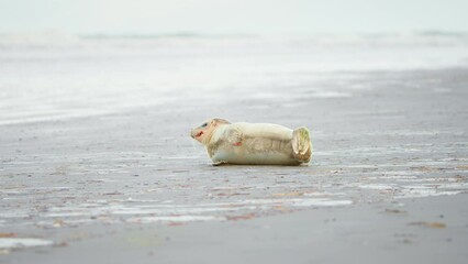 Baby harbor seal resting on gray sand beach after eating, panting.