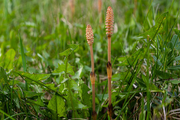 Selective focus. A spore-bearing shoot of the horsetail Equisetum arvense. Sporiferous spikelet of field horsetail in spring. Controversial cones of horsetail