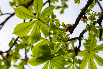 Spring chestnut branch with new leaves on blurred background close-up