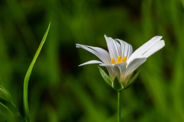 Stellaria holostea. delicate forest flowers of the chickweed, Stellaria holostea or Echte Sternmiere. floral background. white flowers on a natural green background. close-up