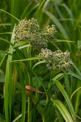 Scirpus sylvaticus is a species of flowering plant in the Cyperaceae family © Oleh Marchak