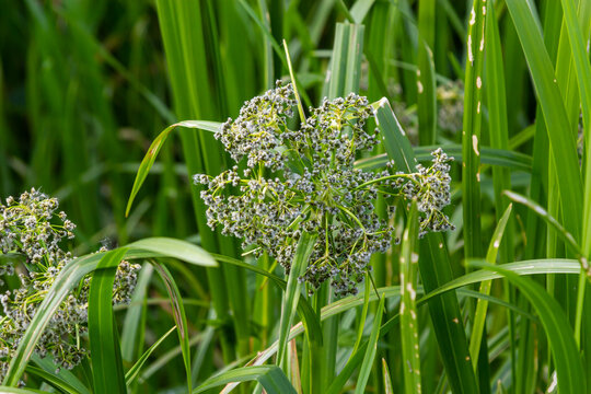 Scirpus sylvaticus is a species of flowering plant in the Cyperaceae family