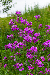 Hesperis matronalis or summer violet, a herbaceous perennial or biennial of the brassicaceae family.Closeup on purple gilliflower Hesperis matronalis