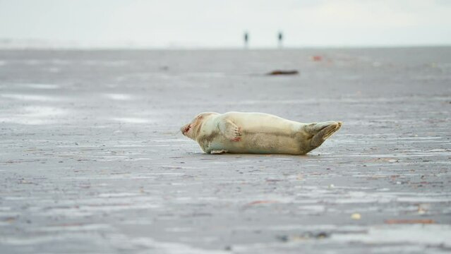 Baby harbor seal pup resting on sand beach in Ameland, looking around.