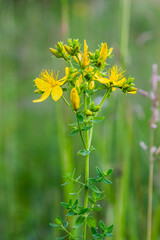 close-up of the yellow blossoms of Hypericum perforatum, a herbal medicine
