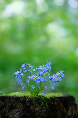blue forget-me-not flowers close up in forest, abstract nature background. summer or spring season. romantic lovely floral nature image. copy space. template for design