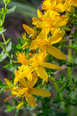 Fototapeta premium close-up of the yellow blossoms of Hypericum perforatum, a herbal medicine