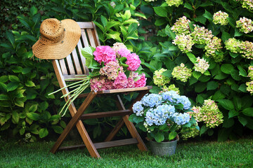 Beautiful hydrangea flowers in the garden - 737874718