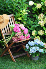Beautiful hydrangea flowers in the garden - 737874926