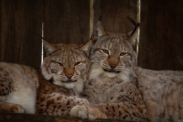 Naklejka na ściany i meble two Eurasian lynxes laying together,