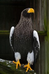 Adult Stellers sea eagle. Halyaetus pelagicus