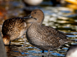 Obraz premium 水辺のオナガガモのメス