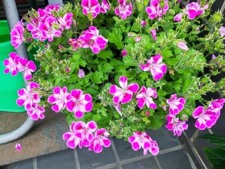 Pretty pink geraniums is an ornamental plant as a houseplant. Hybrid pelargonium flower in magenta color in flowerpot. 