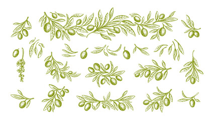 Olive plant batch Sketch branch, leaf, green fruit