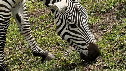 Close-up of a zebra in Lake Naivasha, Kenya