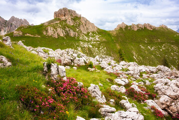 Dolomite alps in summer with pink flowers blooming