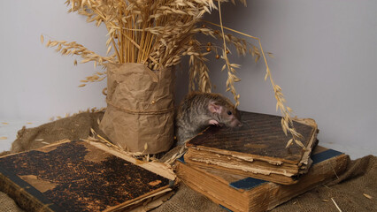 Gray rat, old books, bouquet of cereals.