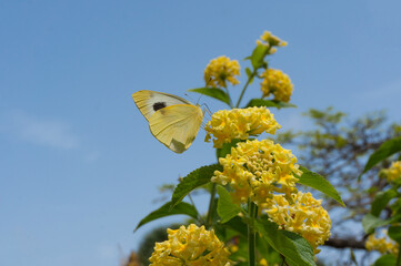 Yellow butterfly on yellow flowers on blue sky and green leaves background