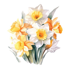 Fototapeta na wymiar Narcissus watercolor illustration of daffodils 